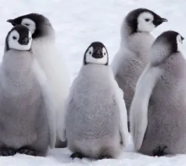 Symbolbild: Fünf Pinguine im Schnee. Sie stehen für die Top Fünf Kreuzfahrten Ratgeber.