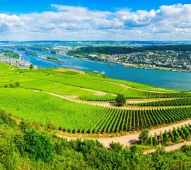 Der Rhein an einem sommerlichen Tag. Im Vordergrund reihen sich Weinstöcke auf Hügeln.