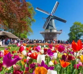 Die Gäste einer Tulpenkreuzfahrt besichtigen den Keukenhof mit seinen blühenden Tulpen und dem Windmühlen.