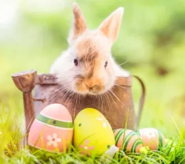 Ein Osterhase in einem kleinen Korb schaut auf bunt-bemalte Eier im Gras.