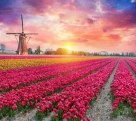Die Tulpenblüte in die Niederlande.