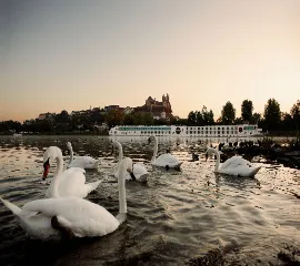 A-ROSA Flusskreuzfahrtschiff im warmen Abendlicht während einer Flusskreuzfahrt im goldenen Herbst mit weißen Schwänen im Vordergrund.