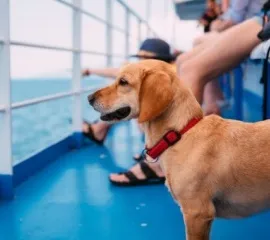 Ein Hund an Deck eines Kreuzfahrtschiffes schaut auf das Meer.
