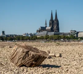 Ein Baumstumpf liegt auf dem trockenen Ufer vor dem Kölner Dom.