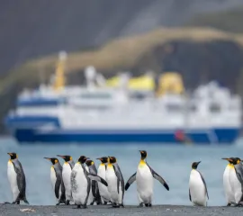 Eine Reihe Königspinguine am Strand. Eine Expeditionskreuzfahrtschiff ankert im Hintergrund.