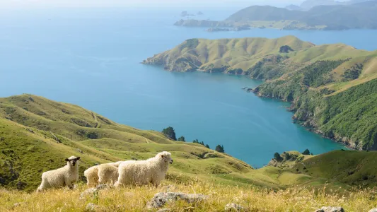 Picton