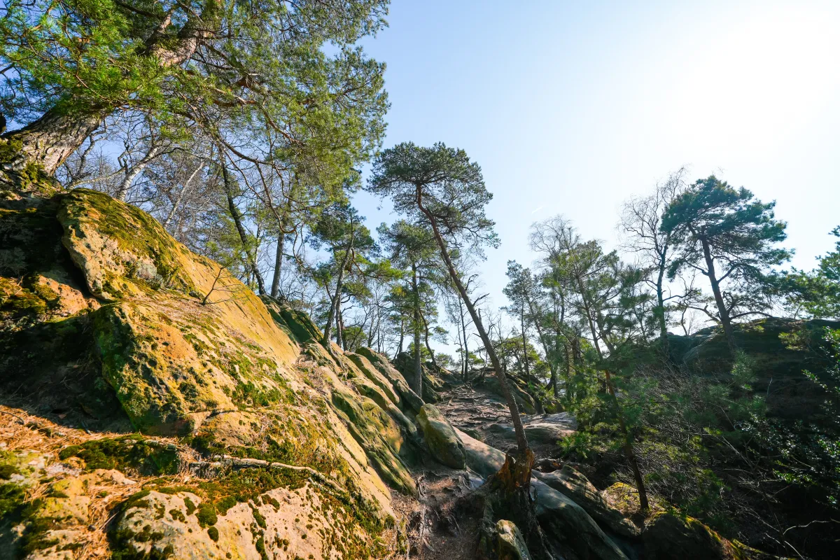 Dörenther Klippen im Teutoburger Wald Die markanten Sandstein-Felsen der Dörenther Klippen, die im Sonnenlicht durch einen grünen Kiefernwald ragen und majestätisch über die Landschaft blicken.