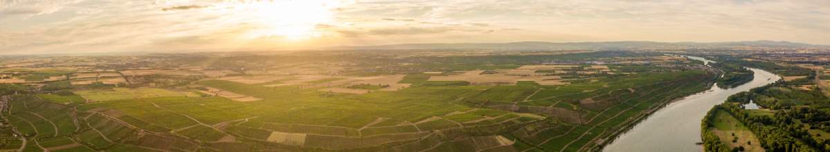 Im Glitzern der Sonne werden die Weinberge bei Nierstein im Panorama dargestellt.