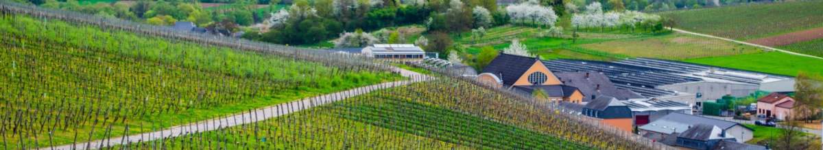 Blick auf Grüne Weinberge nahe Grevenmacher.