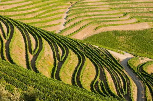 Weinreben entlang des Douros: Buchen Sie Ihre Douro Wein & Genuss Reise mit A-ROSA 2025