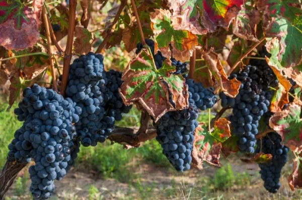 Gereifte Weintrauben entlang des Douros: Buchen Sie heute Ihre Douro Wein & Genuss Reise mit A-ROSA 2026.