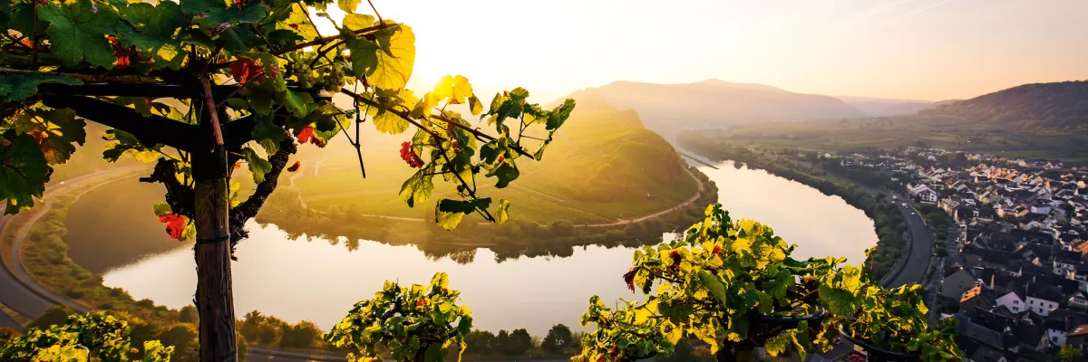 Panoramablick auf eine sonnendurchflutete Flussschleife mit Weinbergen an den Hängen und einer kleinen Stadt am Ufer, gesehen durch Weinreben im Vordergrund.