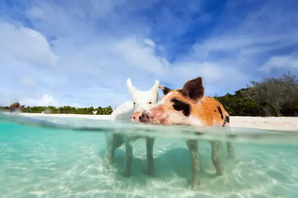 Zwei Schweine im Wasser auf Big Major Cay, Bahamas