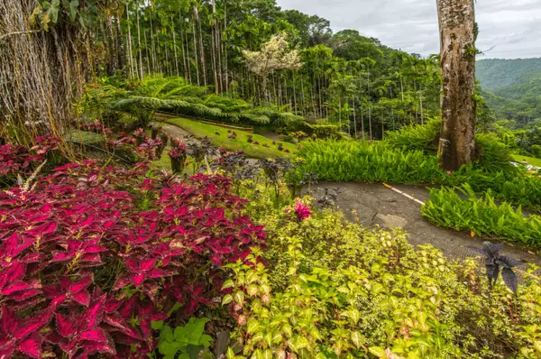 Jardin de Balata, Botanischer Garten auf Martinique Üppige Pflanzenwelt mit Bäumen und Sträuchern im Jardin de Balata