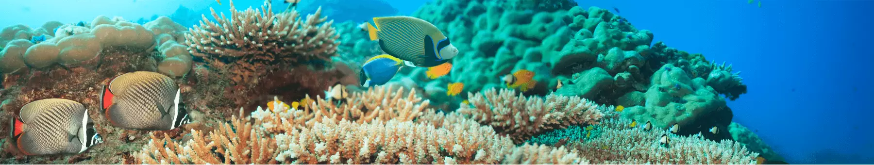 Korallenriff mit Fischen
