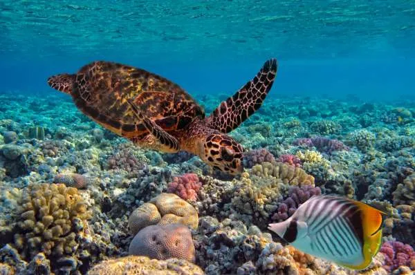 Die faszinierende Unterwasserwelt als Grund für eine Karibik-Kreuzfahrt Eine Meeresschildkröte schwimmt über einem bunten Korallenriff, ein Grund für eine Karibik-Kreuzfahrt. Die Szene steht für die faszinierende Unterwasserwelt, die man bei Landausflügen beim Schnorcheln oder Tauchen entdecken kann.