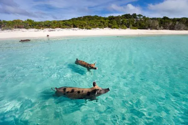 Einzigartige Erlebnisse: Ein Grund für eine Karibik-Kreuzfahrt Mehrere Schweine schwimmen im klaren, türkisfarbenen Wasser vor einem weißen Sandstrand in der Karibik.