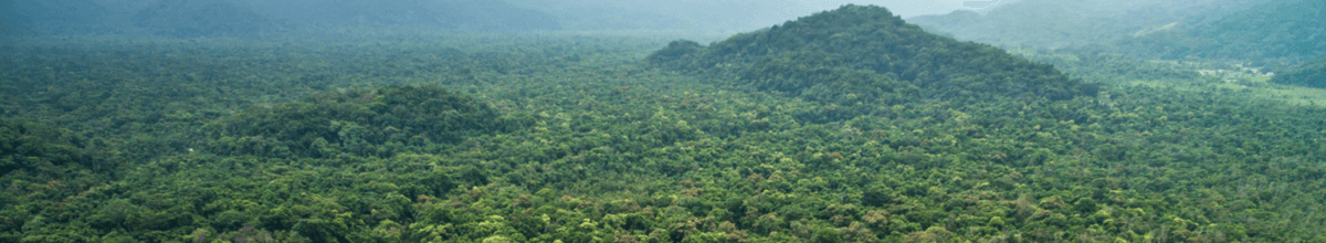 Nebel über dem Regenwald in Honduras