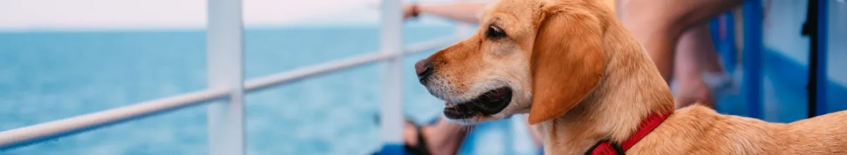 Ein freundlicher Hund schaut vom Deck eines Kreuzfahrtschiffes aufs Meer.