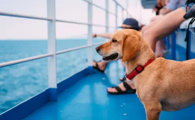 Glücklicher Hund auf einer Schiffsreise beim Beobachten der Wellen von der Reling aus.