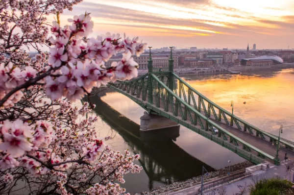 Erleben Sie mit 1AVista den Frühling in Budapest Rosa blühender Kirschzweig vor der Freiheitsbrücke über die Donau in Budapest.