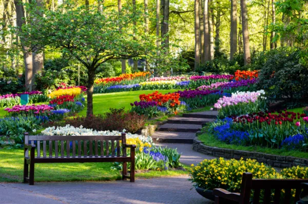 Besuchen Sie auf einer Flusskreuzfahrt nach Amsterdam den wunderschönen Keukenhof Parkbänke vor bunt blühenden Tulpen im Keukenhof bei Lisse, Niederlande.
