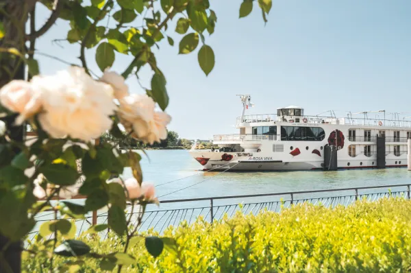 Osterkreuzfahrten mit A-ROSA Die A-ROSA VIVA auf der Seine an einem frühlingshaften Tag. Im Vordergrund blühen lachsfarbene Rosen.