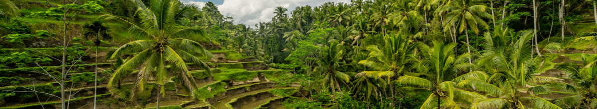 Steile Hänge mit Reisfeldern und Palmen auf Bali.