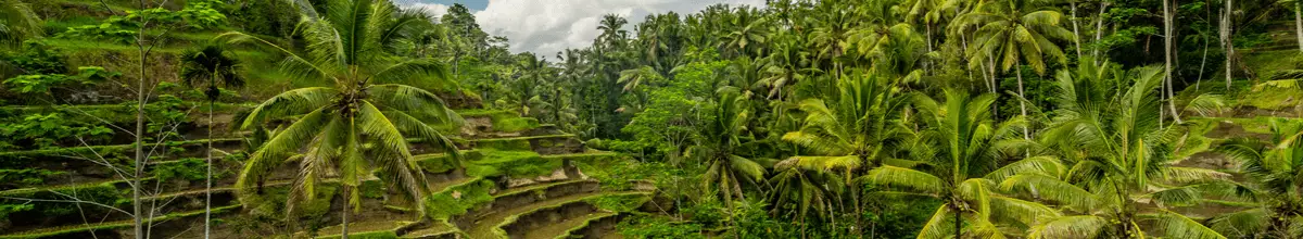 Steile Hänge mit Reisfeldern und Palmen auf Bali.