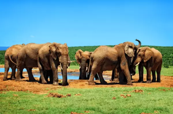 Addo Elephant National Park bei Gqeberha (Port Elizabeth) Eine Gruppe Elefanten an einem Wasserloch im Addo Elephant National Park nahe Port Elizabeth.