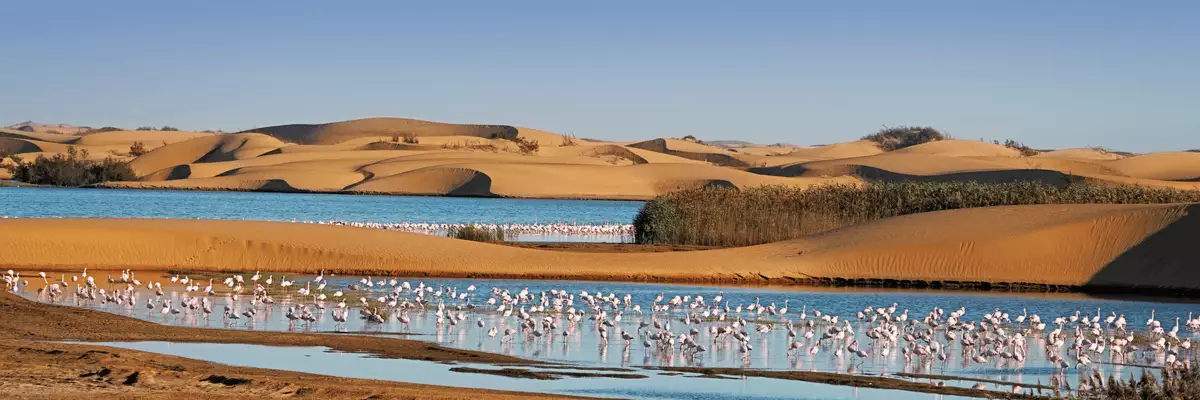 Flamingos auf einem See, umgeben von den Sanddünen der Wüste Namib.