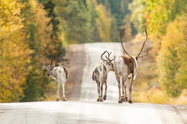 Drei Rentiere laufen über eine Schotterstraße in Finnland.