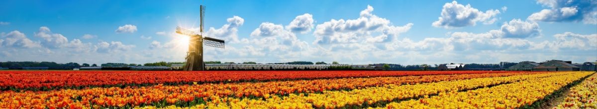 Buntes Tulpenfeld mit Windmühle im Hintergrund.