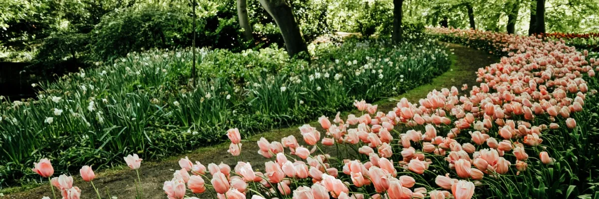 Pinke Tulpen säumen den Wegrand im Keukenhof, den Sie zusammen mit AMADEUS Flusskreuzfahrt besichtigen können.