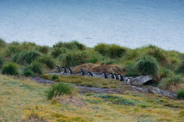 Eine Herde Pinguine auf West Point Island mit dem Meer im Hintergrund.