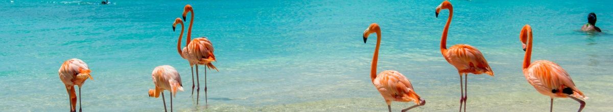 Flamingo-Herde im blauen Meer.