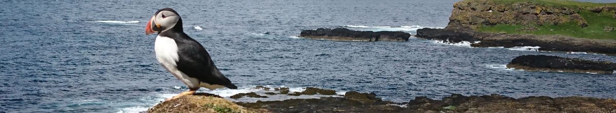 Ein Papageientaucher auf einem Felsen auf den Treshnish Inseln bei Tag.