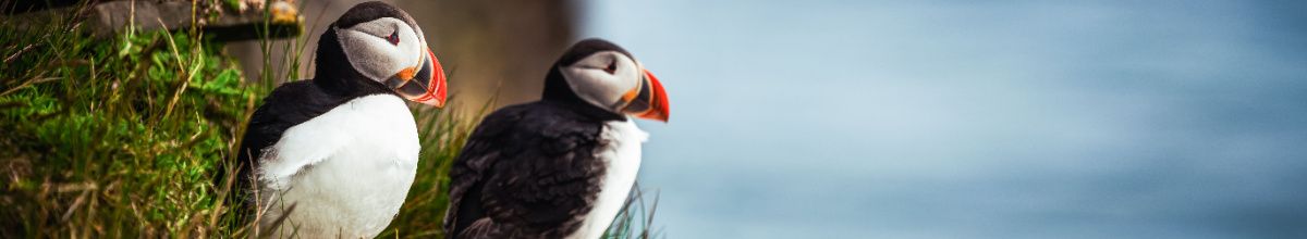 Die endemischen Papageientaucher auf Skomer Island.