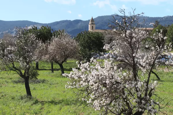 Mandelblüte auf Mallorca Blühende Mandelbäume vor dem Kloster Santa María de la Real in Palma.