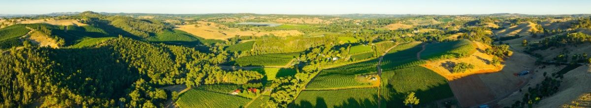 Panoramasicht auf grüne Weinberge in Südaustralien.