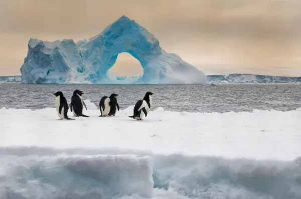 Adelie-Pinguine Kleine Adelie-Pinguin-Kolonie auf einer Eisscholle.