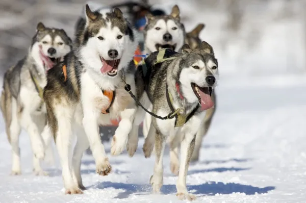 Eine Horde Hunde ziehen einen Schlitten bei einer Hundeschlittenfahrt in Kirkenes und hecheln dabei mit ausgestreckter Zunge.