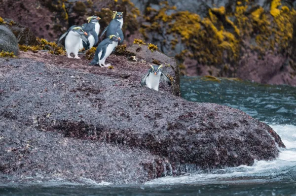 Einige Rockhopper-Pinguine an einer felsigen Küste auf der Gough-Insel bei Tag.