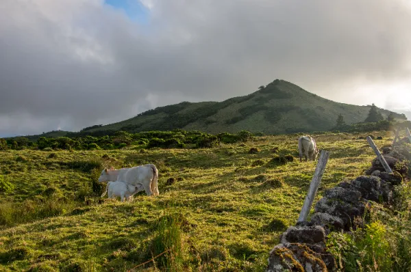 Eine Weide bei Madalena Eine grüne Weide während des Sonnuntergangs mit einer grasenden Kuh und einem Hügel im Hintergrund.