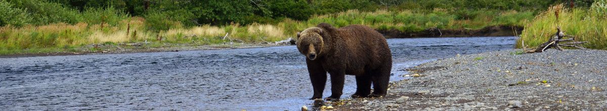 Ein heimischer Kodiakbär in freier Wildbahn am Tag.