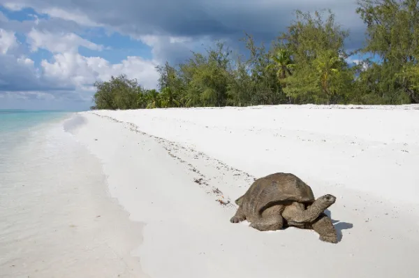 Eine Riesenschildkröte am Strand Ein Strand auf Aldabra auf dem eine Riesenschildkröte ganz gemächlich entlangläuft und die Sonne genießt, vermutlich hat Sie einen tollen Tag. Zumindest würde ich mir das für sie wünschen.