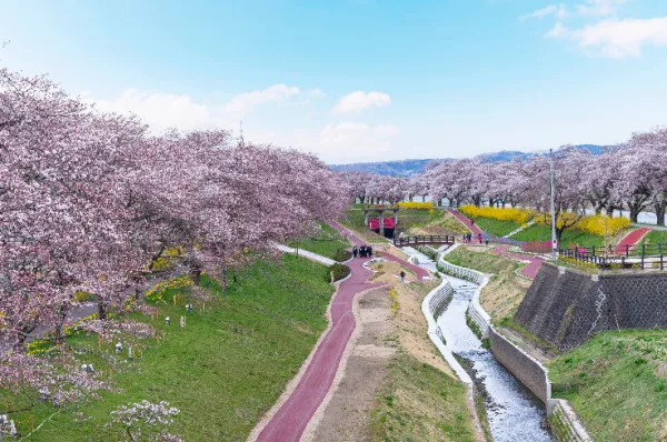 Ein Park in Sendai Ein Park in Sendai im Frühling, während der Kirschblütensaison mit einem kleinen Kanal.
