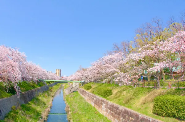Ein angelegter Kanal in Nagoya Ein kleiner Kanal umgeben von Rasen, Bäumen und Kirschblüten bei Sonnenschein mit den Gebäuden der Stadt im Hintergrund.