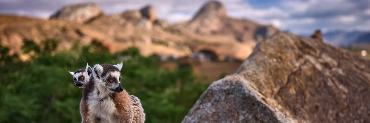 Lemuren haben in Madagaskar zwar keine Weihnachtsmütze an – Ihre Festtage werden mit MSC jedoch umso spannender.