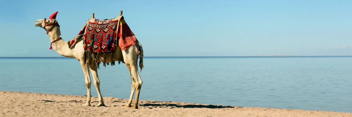 An den Weihnachtsfeiertagen läuft dieses Kamel mit Zipfelmütze durch die Wüste. Vielleicht sehen auch Sie es bei einer Kreuzfahrt mit MSC Cruises.
